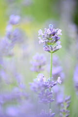 Obraz premium Blooming lavender flowers in a garden on a sunny day. The image highlights vibrant purple blossoms, fragrant plants, and a peaceful natural atmosphere, perfect for gardening and summer themes.
