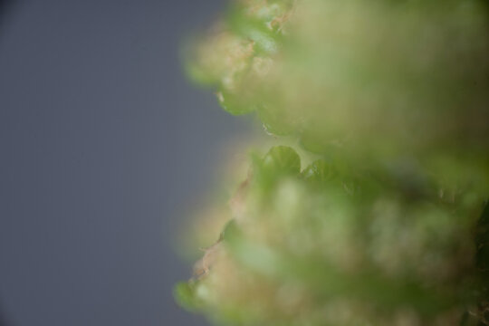 blatt baum makro nah pflanze