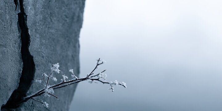 Fragile growth emerges from a deep fissure in stone