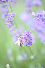 Obraz premium Blooming lavender flowers in a garden on a sunny day. The image highlights vibrant purple blossoms, fragrant plants, and a peaceful natural atmosphere, perfect for gardening and summer themes.