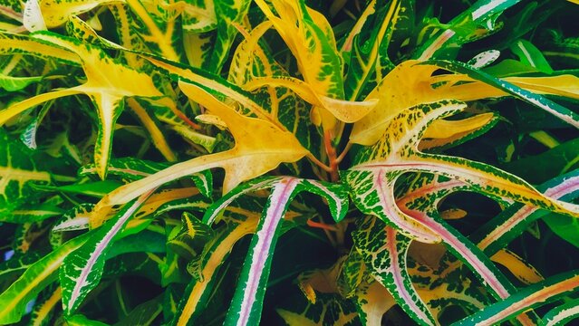 Croton Plant Leaves Background, Variegated Yellow and Green Tropical Foliage Photo, for Nature Backdrop Design