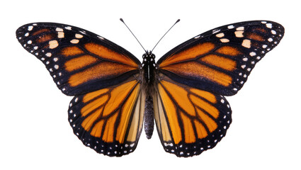 Monarch butterfly with orange black, and white wings © Emma