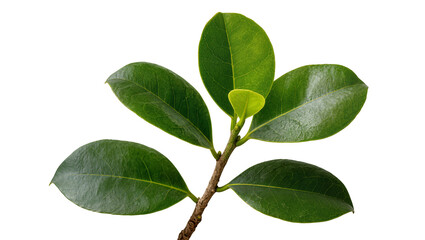 Fototapeta premium Ficus branch with five green leaves and new growth