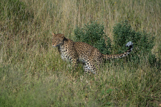 A female leopard marking her territory in the long grass during the day, Botswana. 