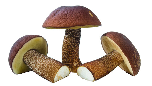 Brown cap mushrooms with textured stems and pale gills