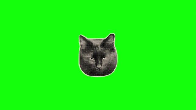 Gray cat head on green screen background