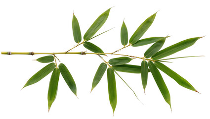 Fototapeta premium Bamboo branch with green leaves