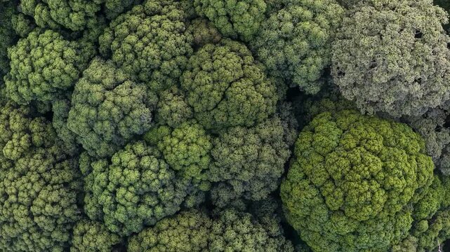 Top-down drone footage showing dense green forest canopy at Bukit Panchor.