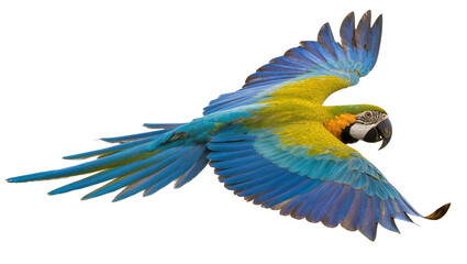Blue and yellow macaw parrot flying with wings spread © Emma