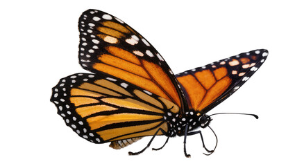 Monarch butterfly with orange wings and black spots © Emma