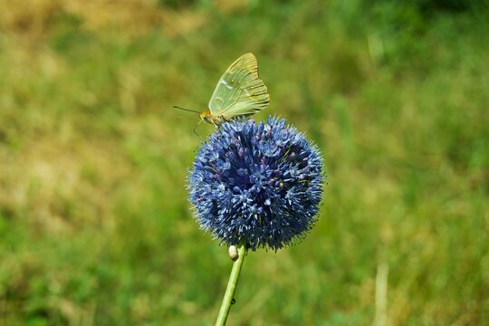 Yellow brimstone butterfly collecting nectar on a blue globe thistle flower