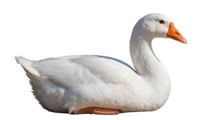 White goose sitting with orange beak and feet © Emma