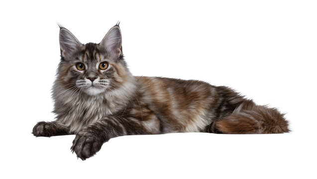 Maine Coon cat lying down with fluffy fur and ear tufts