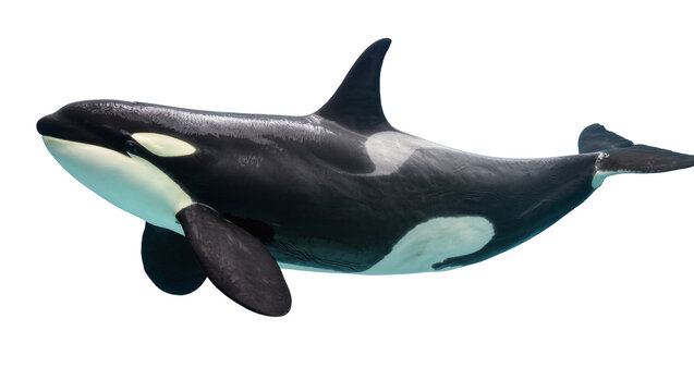 Orca killer whale swimming, black and white marine mammal