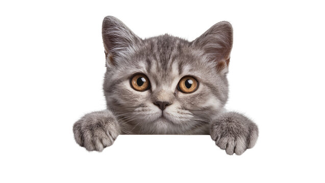 Scottish Fold kitten peeking over edge
