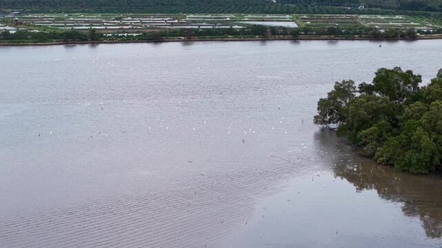 Drone footage shows white egrets flying over river and mangrove shoreline at Sungai Udang.