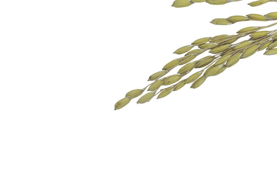 Golden rice panicle with ripe grains in cluster on png background isolated view