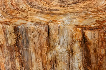 Fototapeta premium Extreme close up of organic petrified wood bark texture background
