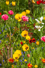Obraz premium Bunt blühendeTulpen (Tulipa) in einem Vorgarten, Deutschland