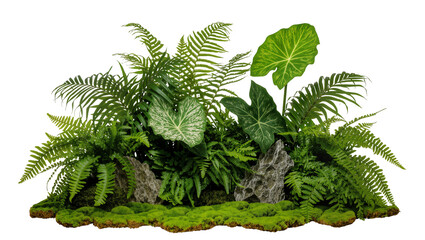 Lush green fern and tropical plant arrangement with moss and rocks © Anna