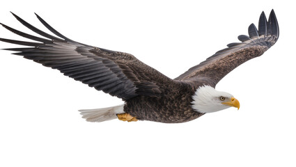 Fototapeta premium Bald eagle in flight with wings spread wide