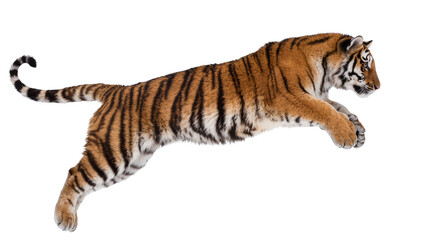 Tiger leaping mid-air with striped fur and white belly © Sophia