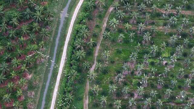 Drone footage shows aquaculture ponds and palm plantations near Sungai Udang, Nibong Tebal, Malaysia.