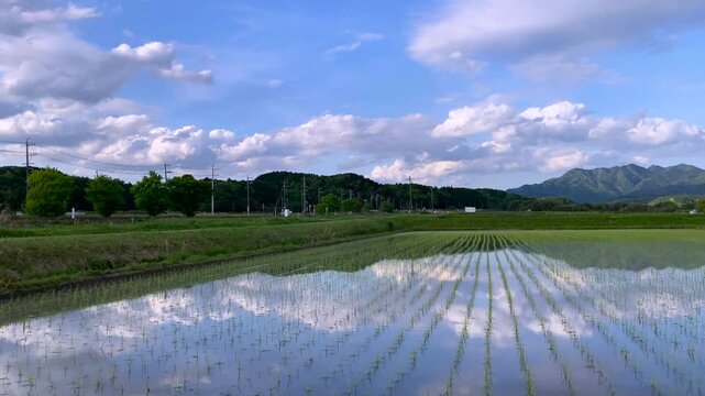4K Timelapse: Clouds Reflected on Rice Field (Zoom Out) | No Audio