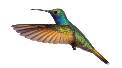 Naklejka premium Hummingbird with iridescent green and blue feathers in flight
