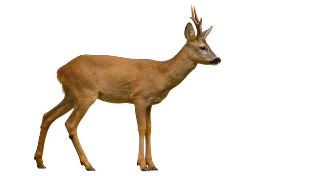 Roe deer buck with antlers standing profile view