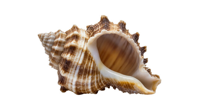 Spiral seashell with brown and white stripes