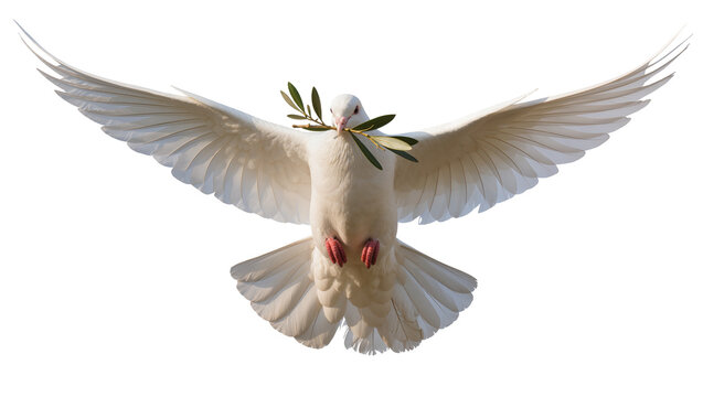 White dove with olive branch in beak flying with wings spread