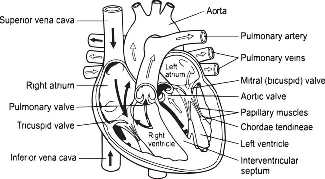 Human heart anatomy diagram with labels, medical cross section of cardiac structure and blood flow, educational biological vector illustration