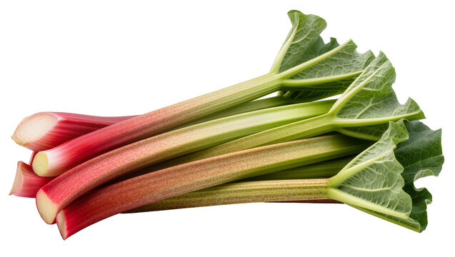 Fresh Rhubarb Stalks with Green Leaves