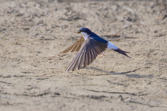A western house martin, Delichon urbicum, bird collecting mud pellets in its beak for the nest and starts flying, springtime, Mallorca, Spain 