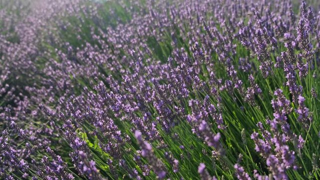 A lavender field, fragrant lavender bushes are swaying in the wind, bees are buzzing over the flowers, collecting pollen, everything is flooded with sunlight.