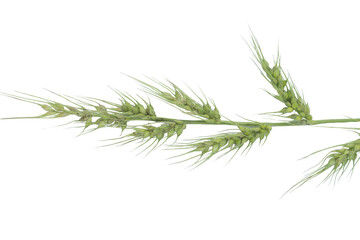 Green wheat ears stalk plant isolated on a professional clean png background scene © BEST