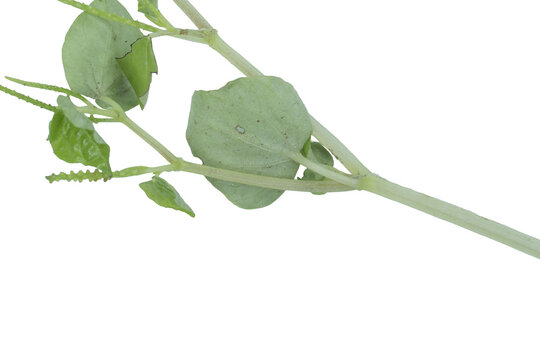 Fresh peperomia pellucida stem with bright green leaves isolated on png background