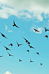Obraz premium Flock of black birds flying high in the blue cloudy sky