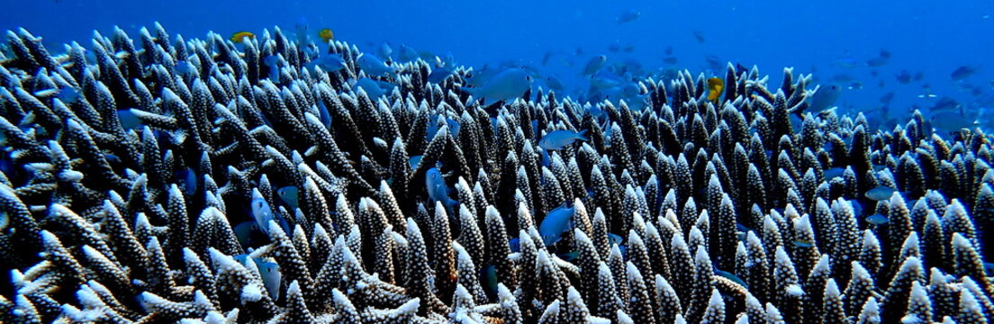 Philippines sea life