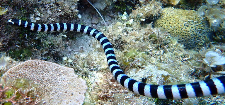 Philippines sea life