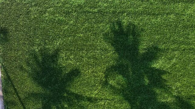 Drone aerial shadow of coconut tree on paddy field