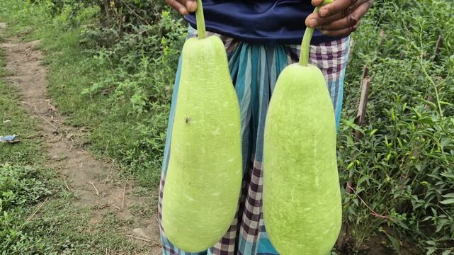 Farmer Holding Two Fresh Bottle Gourds In Field