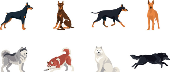 PrintFlat Vector Dog Breeds Character Set Featuring Siberian Husky Samoyed Malinois and Doberman Pinscher in Active Standing Running and Sitting Poses for Pet Media Illustrations © Roshidul