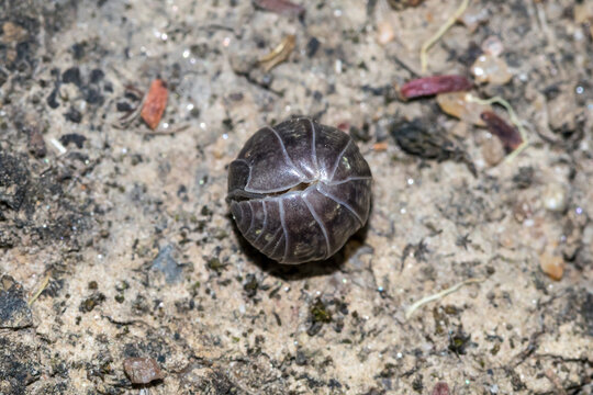 Pill Woodlouse Rolled Into Defensive Ball