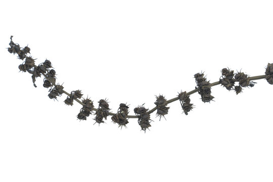 Dry spiky burdock plant stem isolated on png background with realistic textures