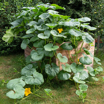 Hochbeet im Garten - K&uuml;rbis, Zucchini und Gr&uuml;nkohl wachsen pr&auml;chtig im selbstgebauten Hochbeet aus Holz Palletten