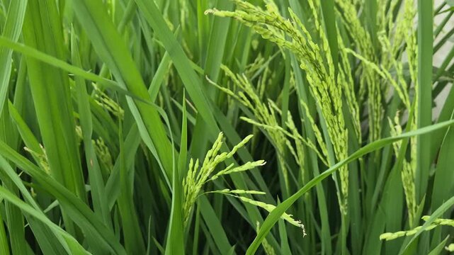 Young Green Rice Panicles Milky Grain Stage Close Up