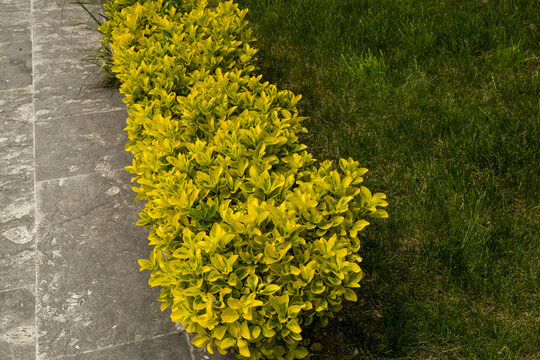 Golden japanese euonymus plant growing as a hedge border in a park in Istanbul. Variegated spindle bush with bright yellow green foliage on a sunny spring day, landscape design, April, Turkey.