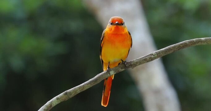 Close up portrait of a bright orange and yellow wild bird perched on a thin branch looking directly at the camera in a lush green forest.